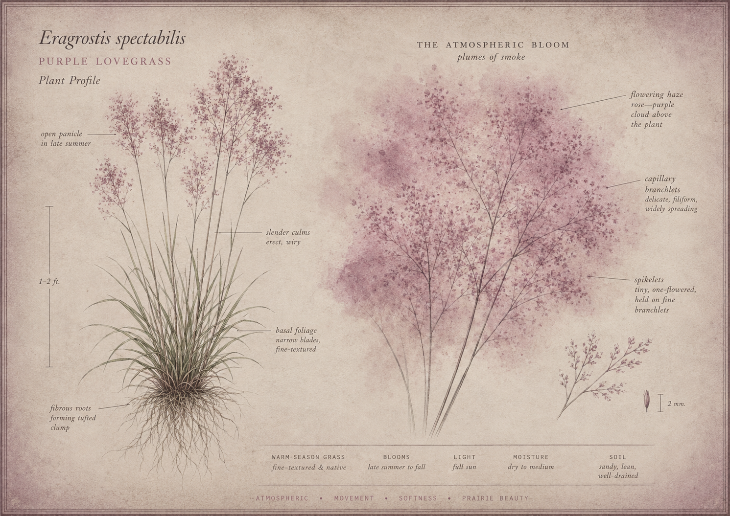 Botanical illustration of Purple Lovegrass